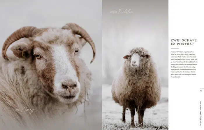 Innenseite " Tierschutztiere im Portrait ": zwei Schafe im Portrait, Schaf Curry und Schaf Fridolin