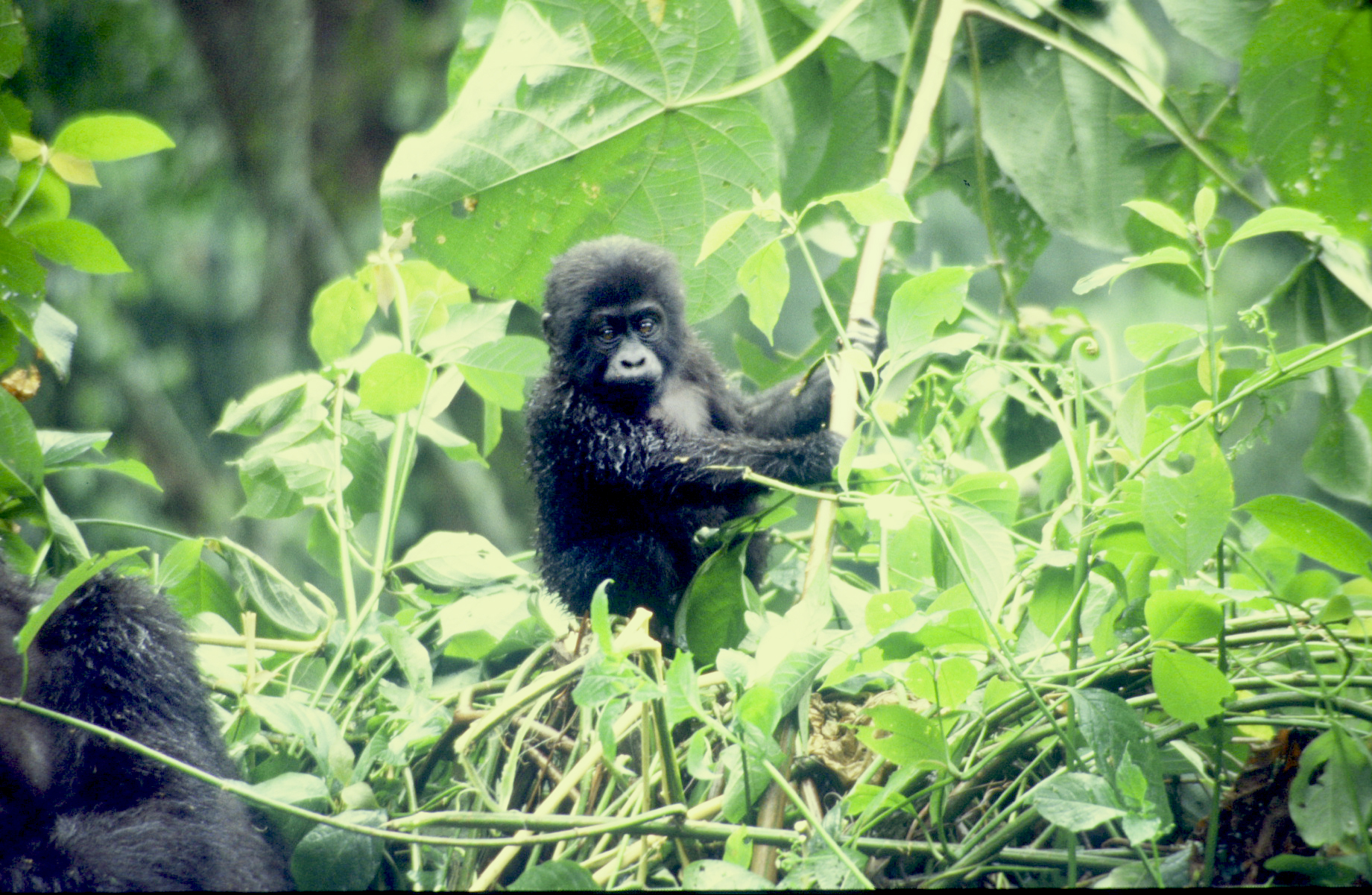 Foto von dem echten Berggorilla Mukiza als Baby
